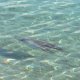 75- Une pieuvre longe la plage 